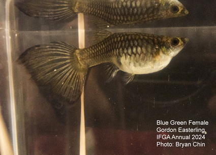 female guppy blue green